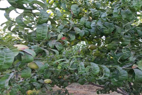 مشاور املاک پیمان شهر جدید هشتگرد املاک پیمان_خرید و فروش