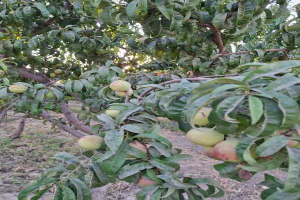 املاک پیمان_خرید و فروش