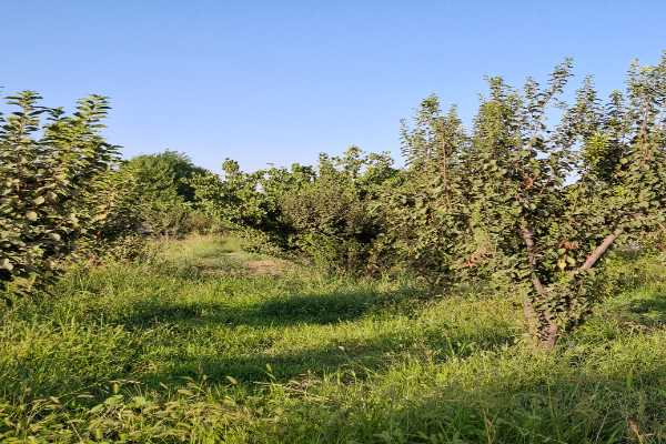 املاک پیمان_خرید و فروش