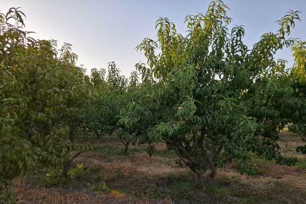 مشاور املاک پیمان شهر جدید هشتگرد املاک پیمان_خرید و فروش