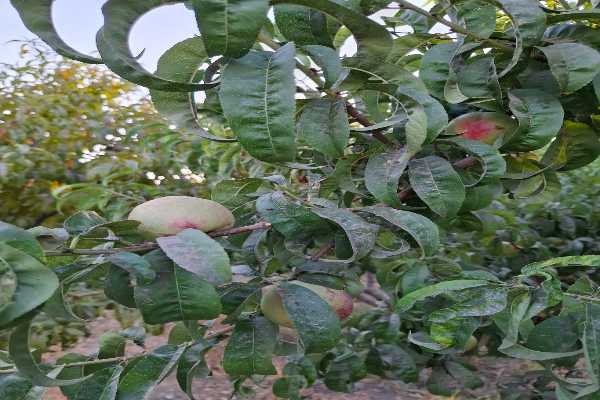 مشاور املاک پیمان شهر جدید هشتگرد املاک پیمان_خرید و فروش